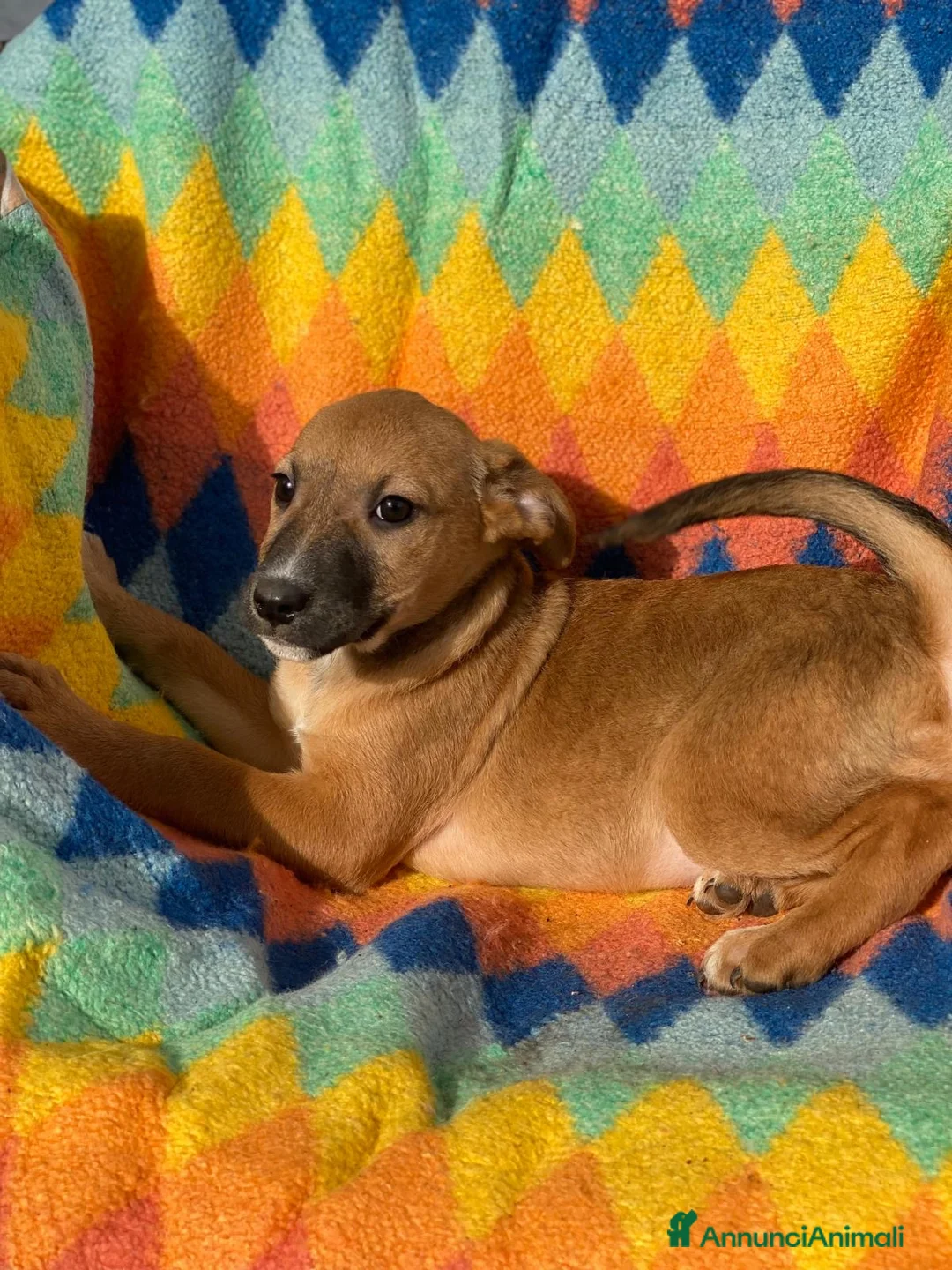 Meticcio cani in regalo: FRECCIA 🩷 -cucciola futura taglia medio/piccola😍 - Annuncio 5