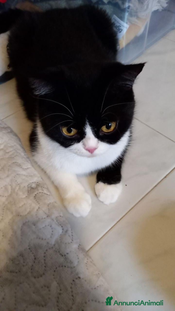 British gatti Bellissimi Cuccioli British Shorthair  - Annuncio 13