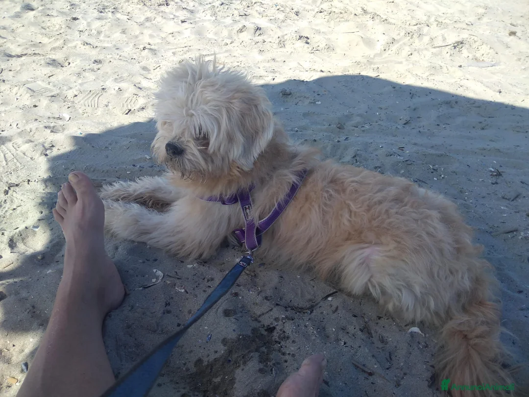 Meticcio cani in regalo: Regalo meticcio - Annuncio 3