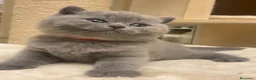 British gatti in vendita: British shorthair blu - Annuncio 3