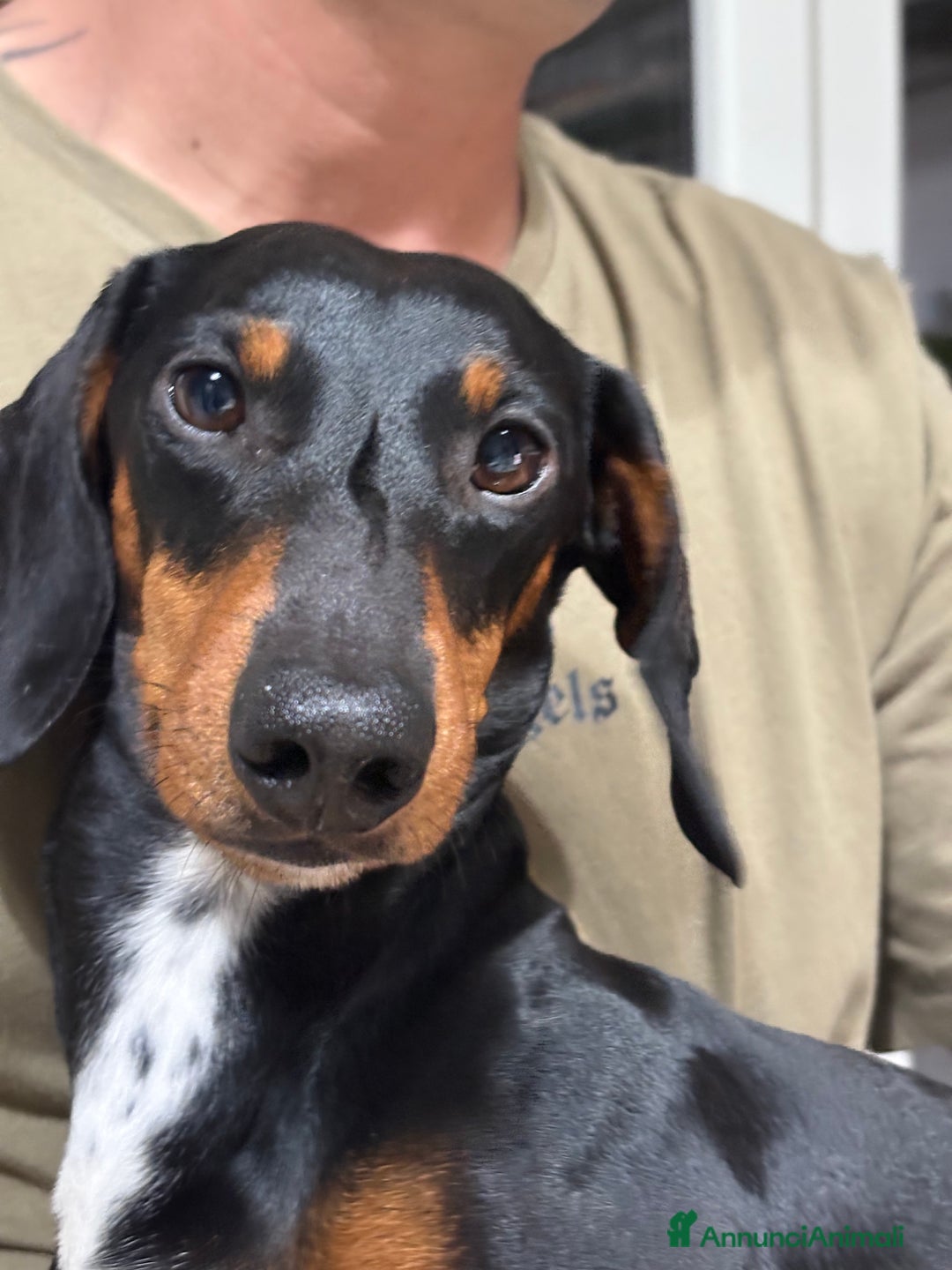 Bassotto cani per accoppiamento: cane bassotto per monta maschio  - Annuncio 2