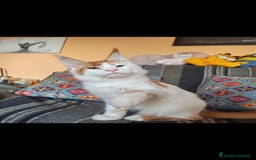 Maine Coon gatti in vendita: DOLCISSIMI CUCCIOLI - Immagine 9