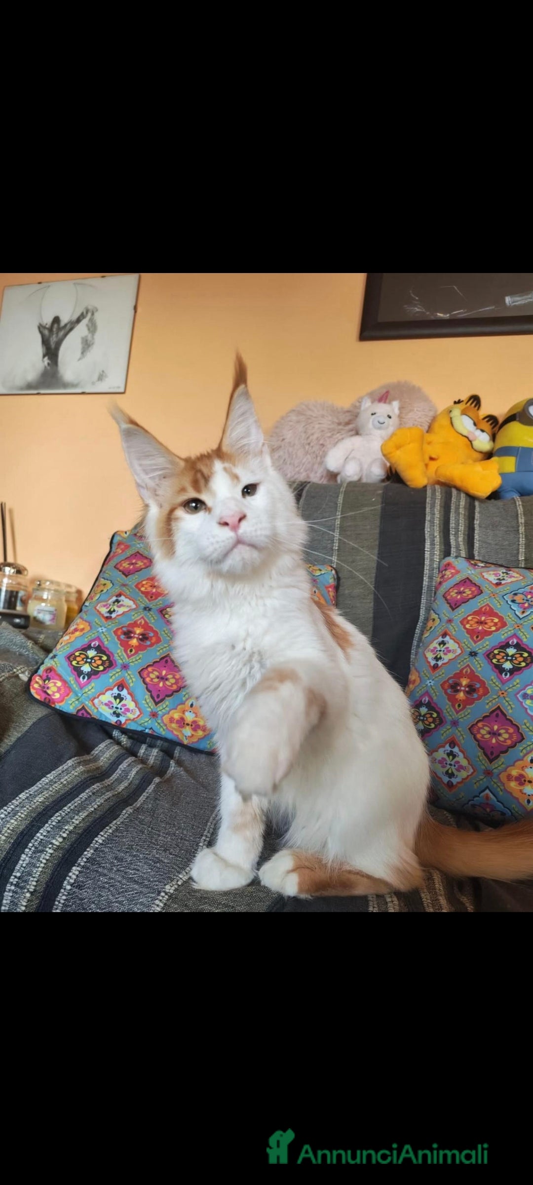 Maine Coon gatti in vendita: DOLCISSIMI CUCCIOLI - Immagine 9