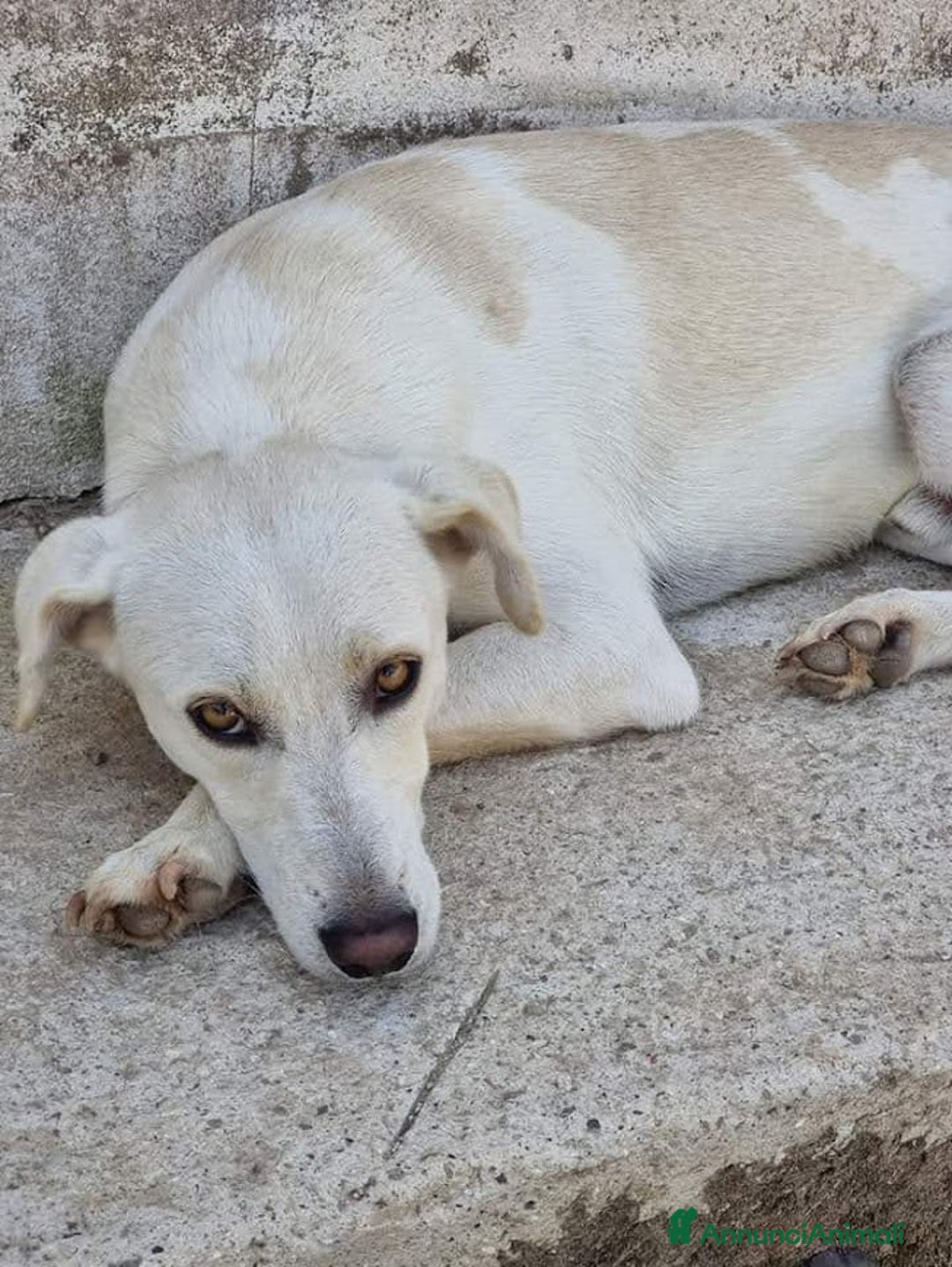 Meticcio cani in regalo: BLANCO TAGLIA MEDIA DOLCE E SIMPATICO - Annuncio 3