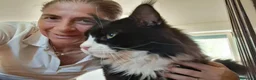 Maine Coon gatti in vendita: Cuccioli maine coon - Annuncio 2