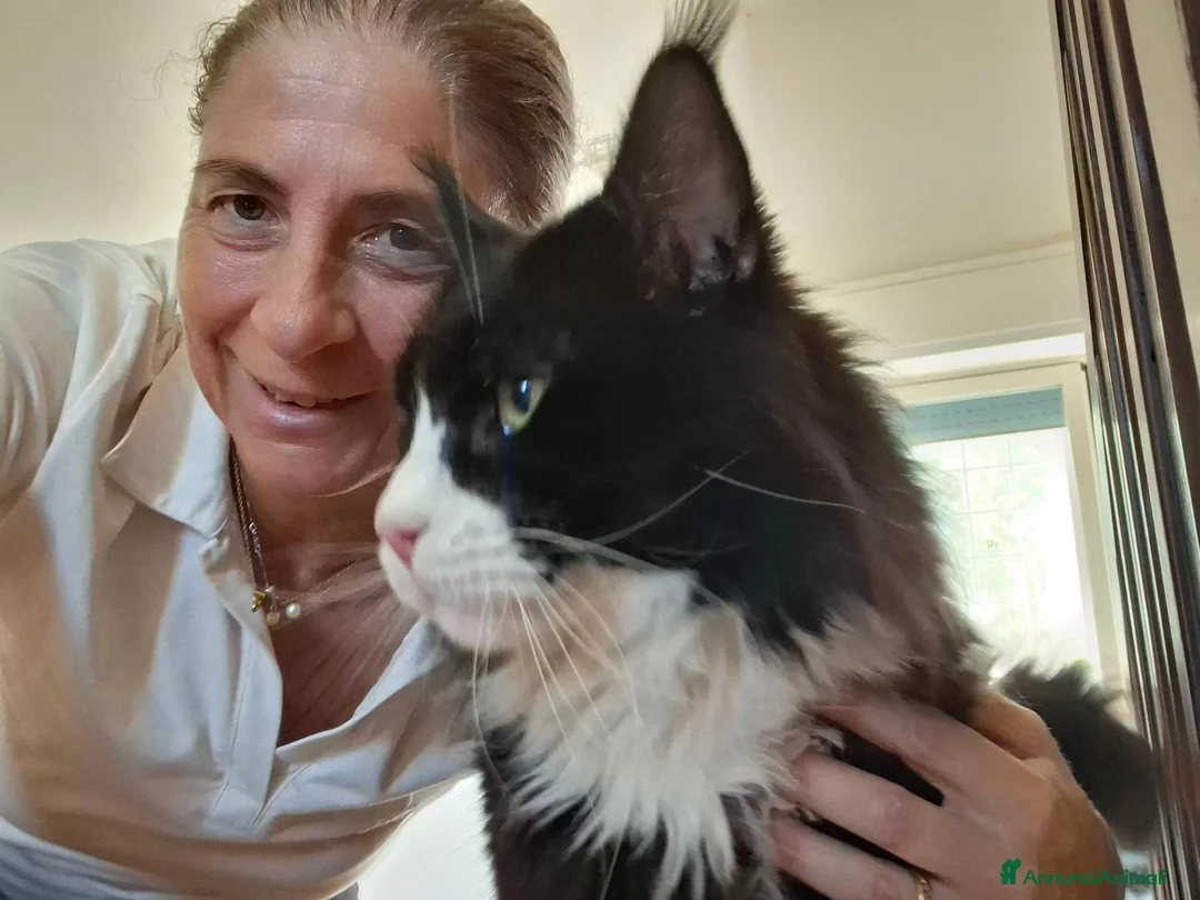 Maine Coon gatti in vendita: Cuccioli maine coon - Annuncio 2