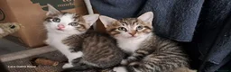 Meticcio gatti in regalo: Vicini di due mesi in cerca di casa - Annuncio 1