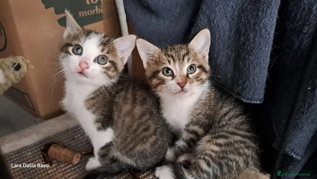 Meticcio gatti in regalo: Vicini di due mesi in cerca di casa - Annuncio 1