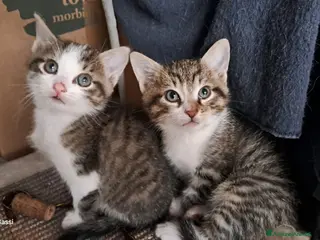Meticcio gatti Vicini di due mesi in cerca di casa - Annuncio 1