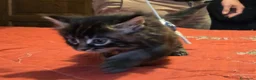 Maine Coon gatti in vendita: Vendo cuccio Maine Coon senza pedigree - Annuncio 16