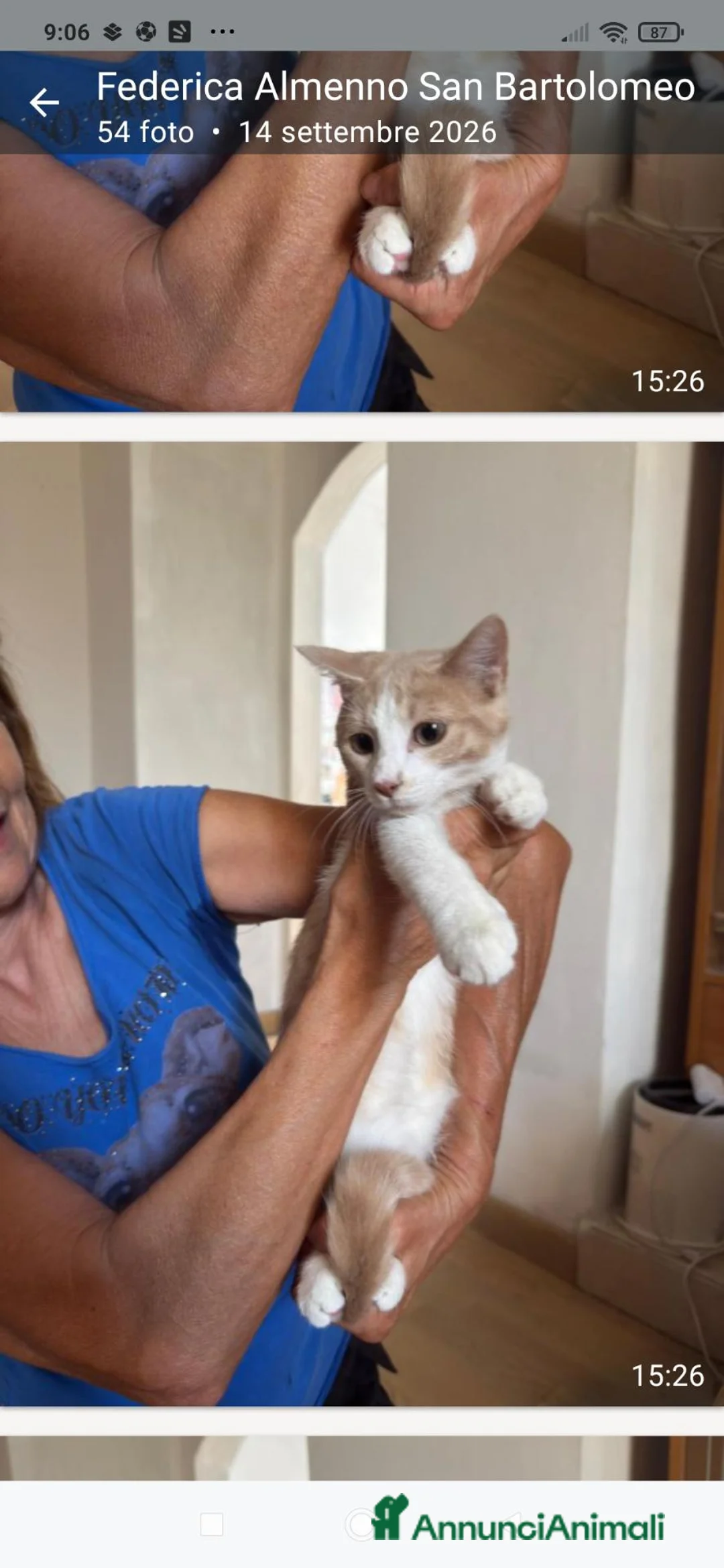 Altre razze gatti in regalo: Micina di quattro mesi cerca casa - Annuncio 2