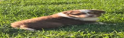 Australian Shepherd cani in vendita: Cuccioli Australian Shepherd - Annuncio 2