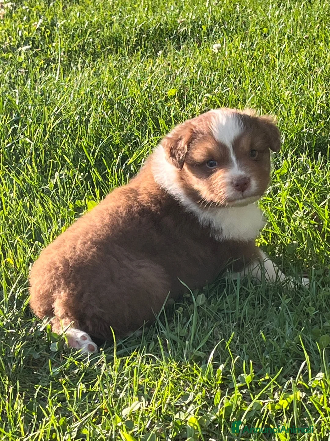 Australian Shepherd cani in vendita: Cuccioli Australian Shepherd - Annuncio 2