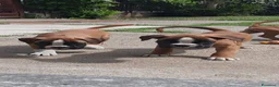 Boxer cani in vendita: Boxer Cuccioli  - Annuncio 2