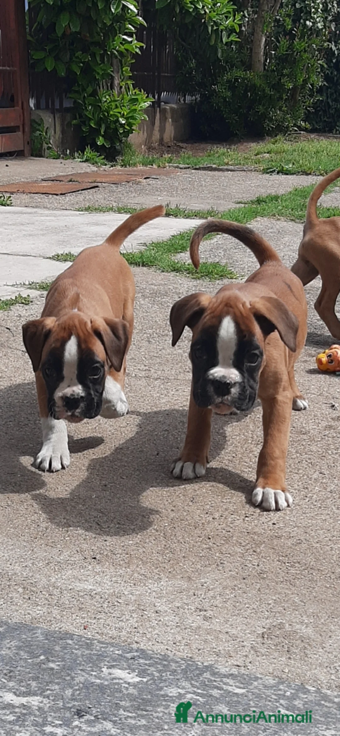 Boxer cani in vendita: Boxer Cuccioli  - Annuncio 2