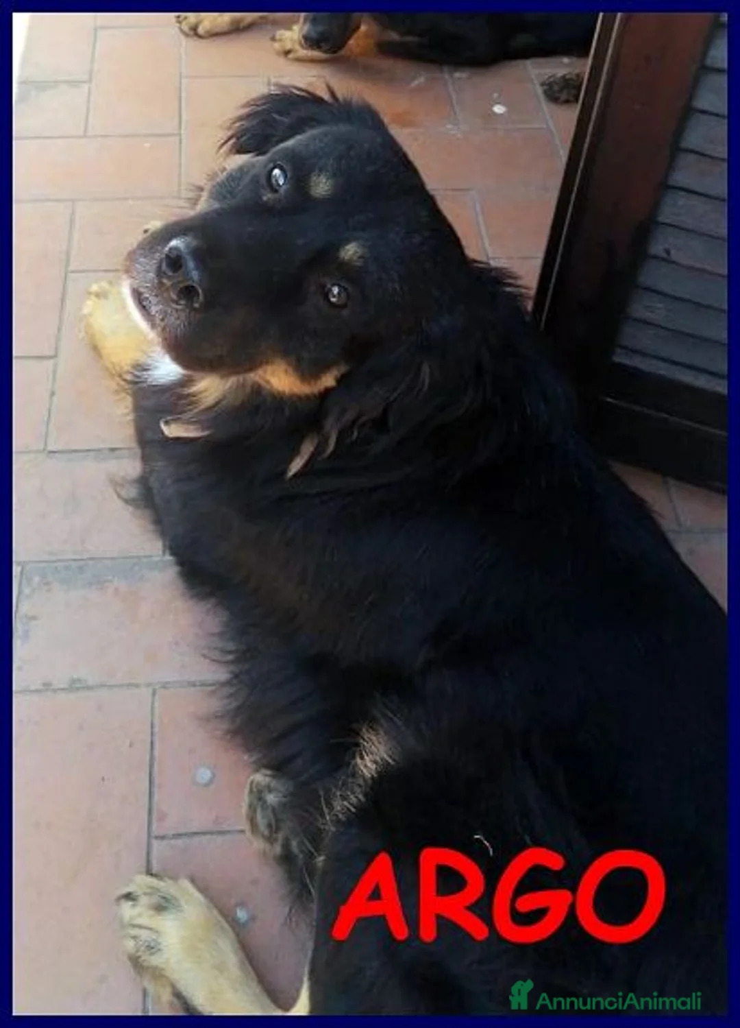 Meticcio cani in regalo: LILLY ed ARGO bravi un po' vagabondi - Annuncio 7