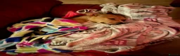 Pitbull cani in regalo: Regalo cagnolina  - Annuncio 4