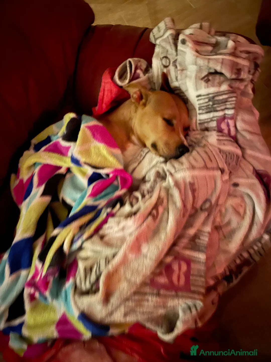 Pitbull cani in regalo: Regalo cagnolina  - Annuncio 4