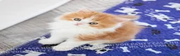 Scottish gatti in vendita: Cuccioli Scottish Highland con Pedigree - Annuncio 5