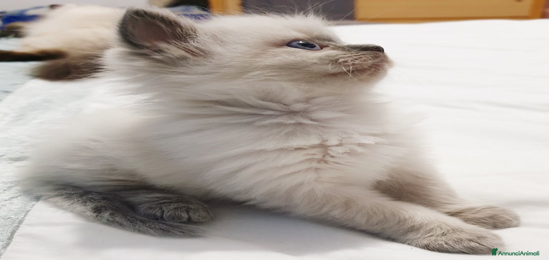 Immagine della galleria {{count}}