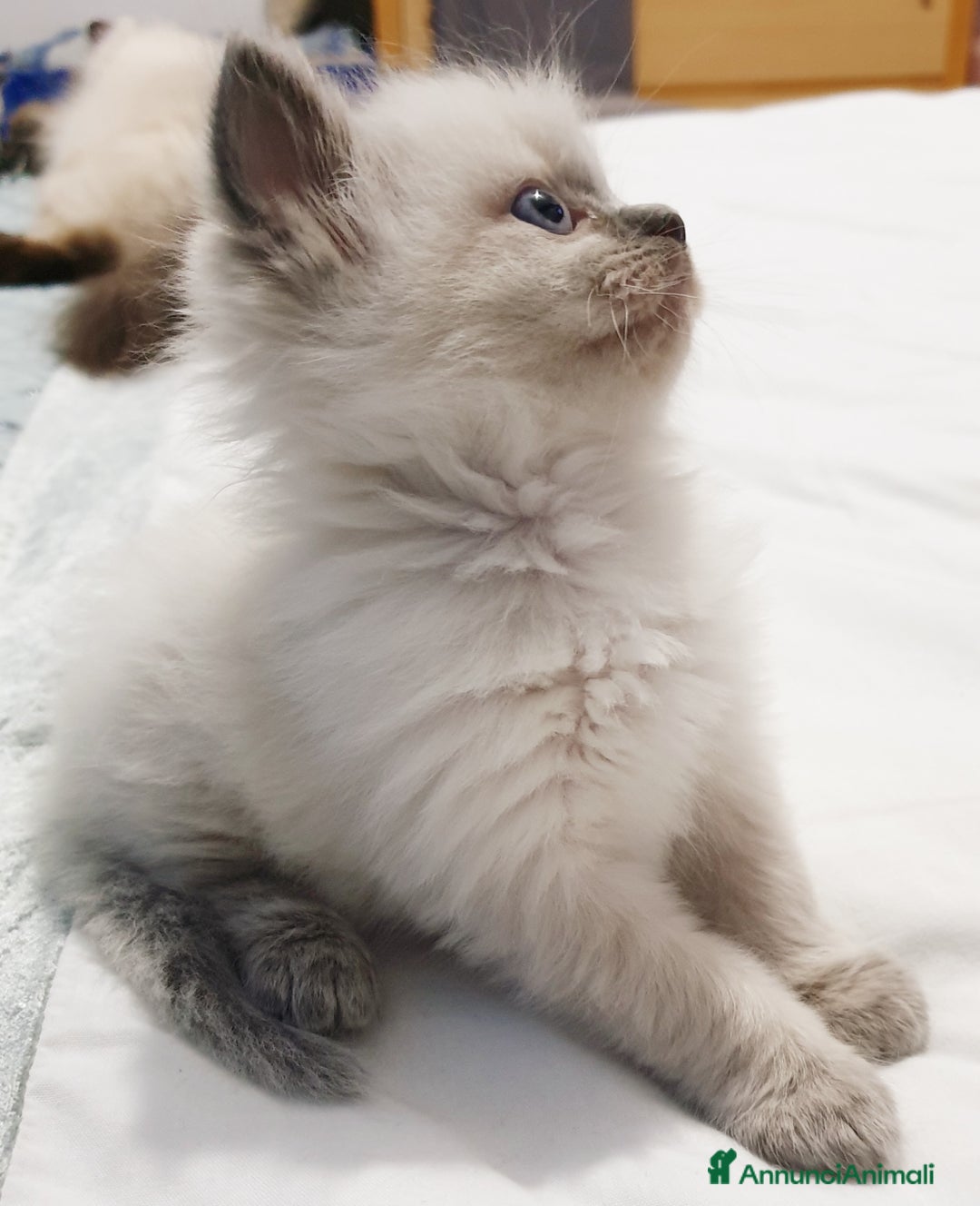 Immagine della galleria {{count}}