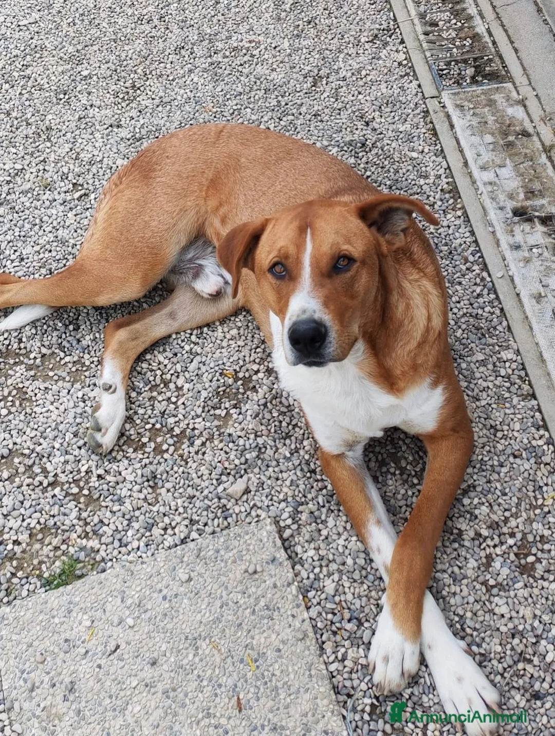 Meticcio cani in regalo: Adotta IRON - Annuncio 4