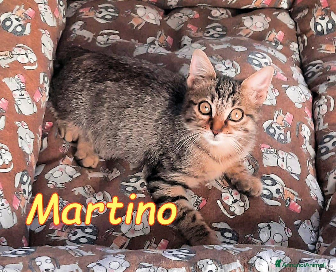 Europeo gatti in regalo: MARTINO IL COCCOLONE💙💙 - Annuncio 4