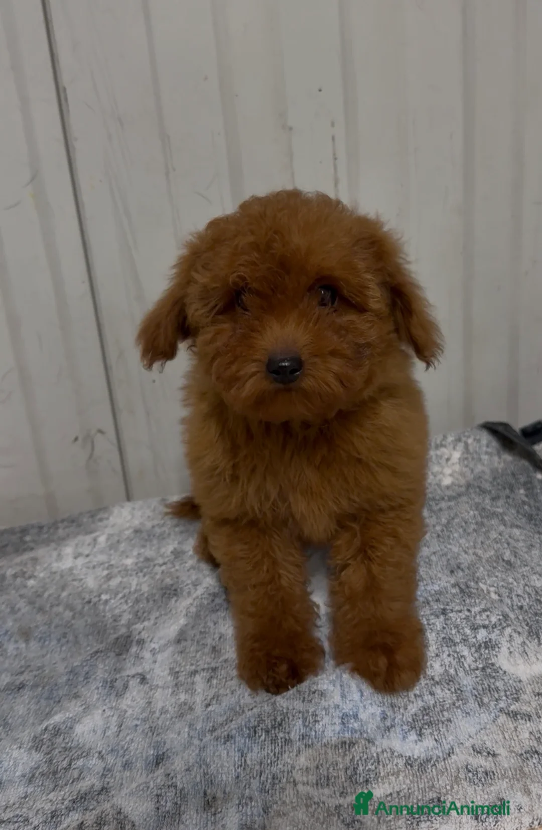 Barboncino cani in vendita: Cucciola di Barboncina con pedigree Enci  - Annuncio 3