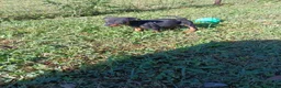 Pinscher Miniatura cani in vendita: Pinscher Nano Femmine - Annuncio 2