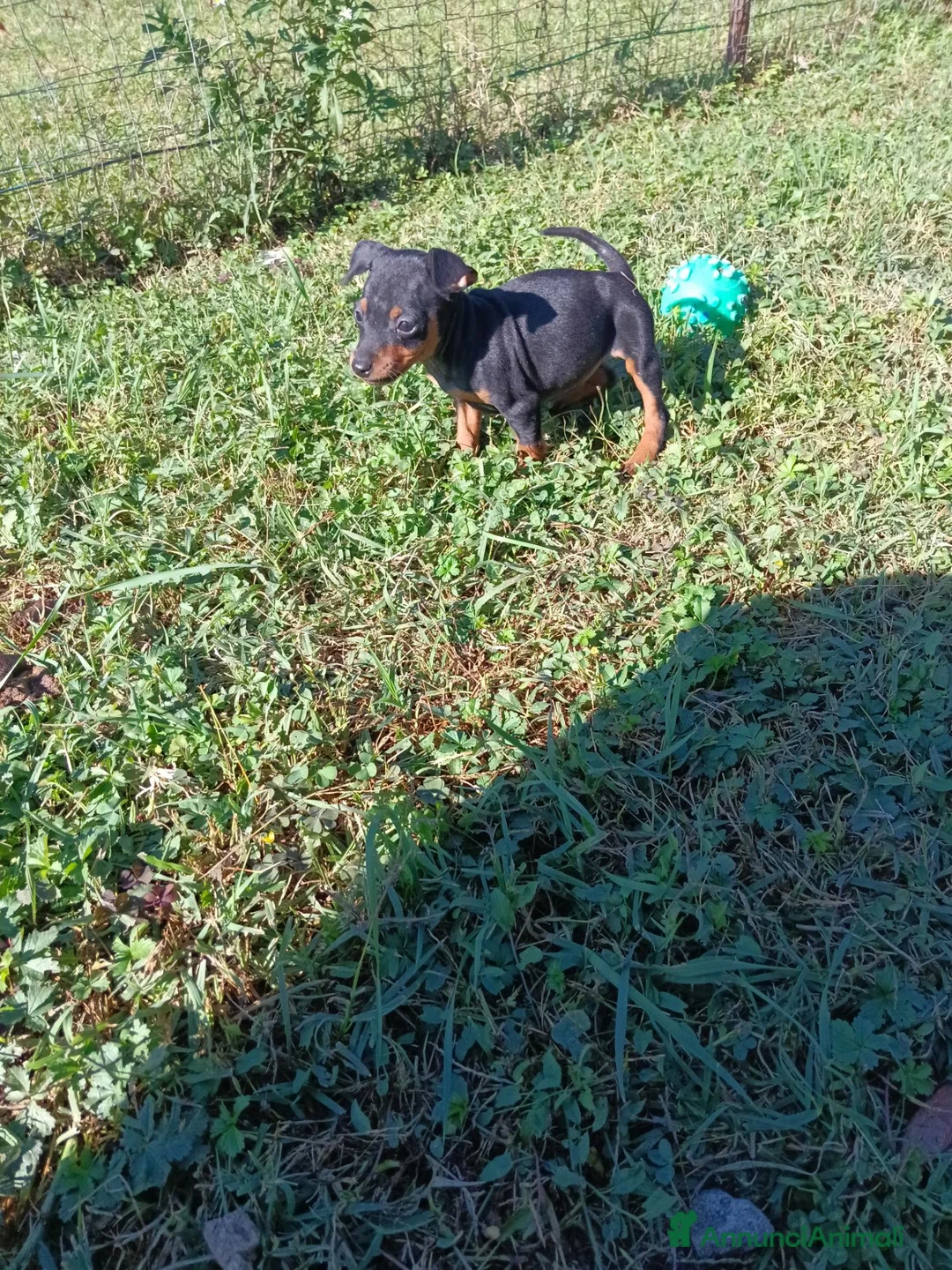 Pinscher Miniatura cani in vendita: Pinscher Nano Femmine - Annuncio 2
