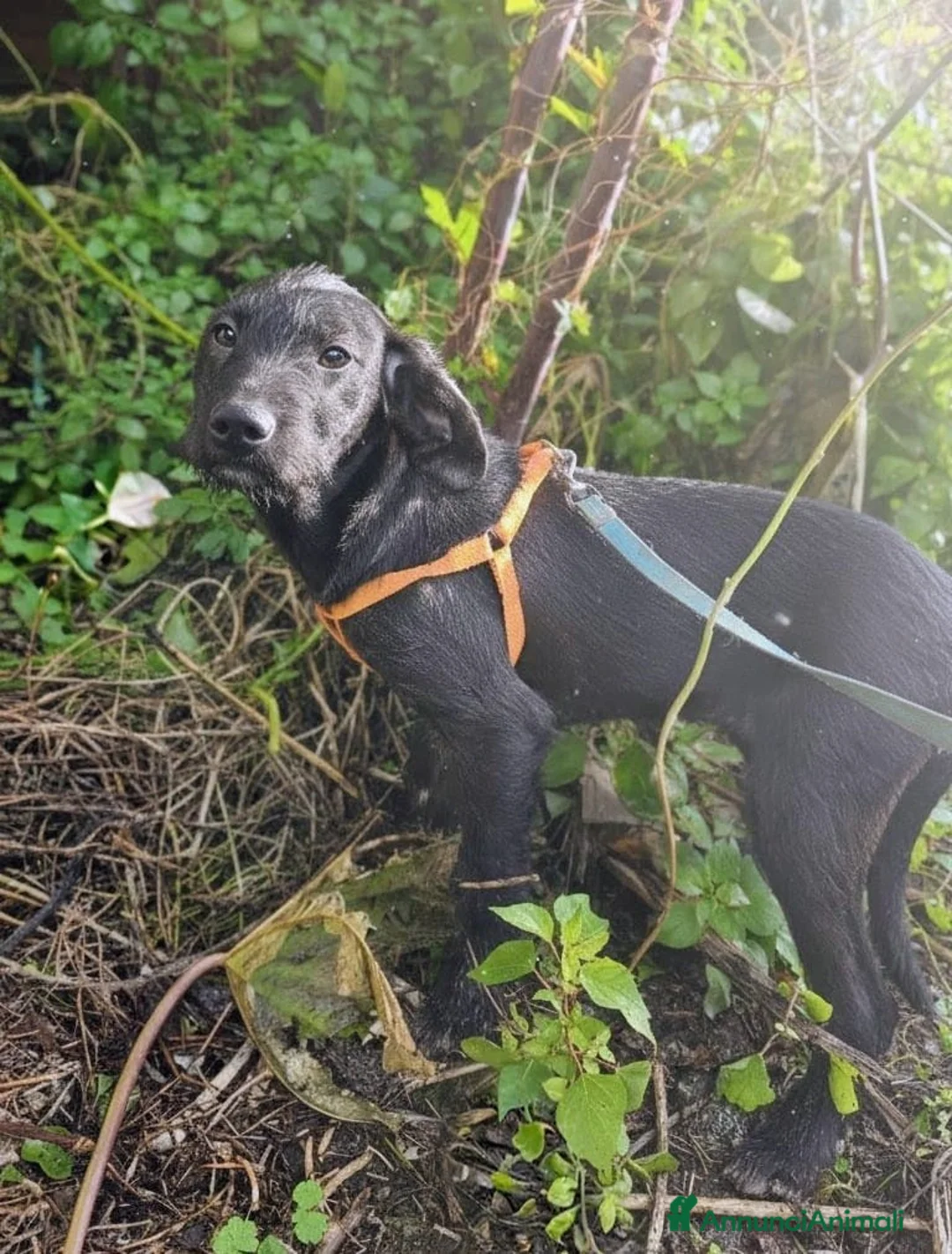 Meticcio cani in regalo: UNA MAMMA PER SYRIA - Annuncio 3