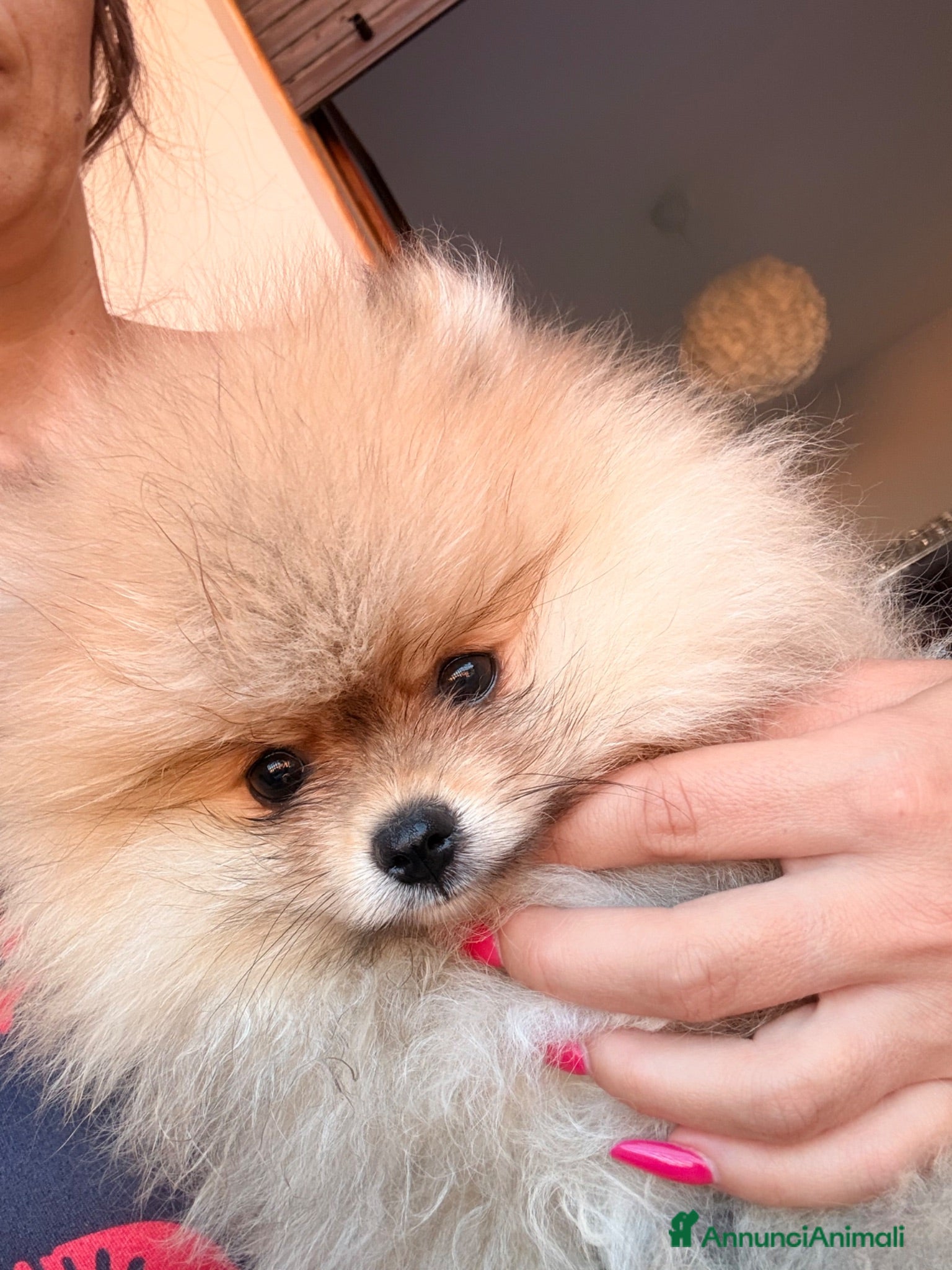 Spitz cani Spitz tedesco nano - Annuncio 1