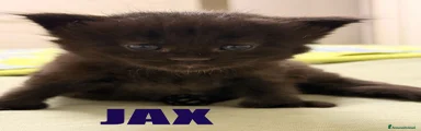 Maine Coon 2