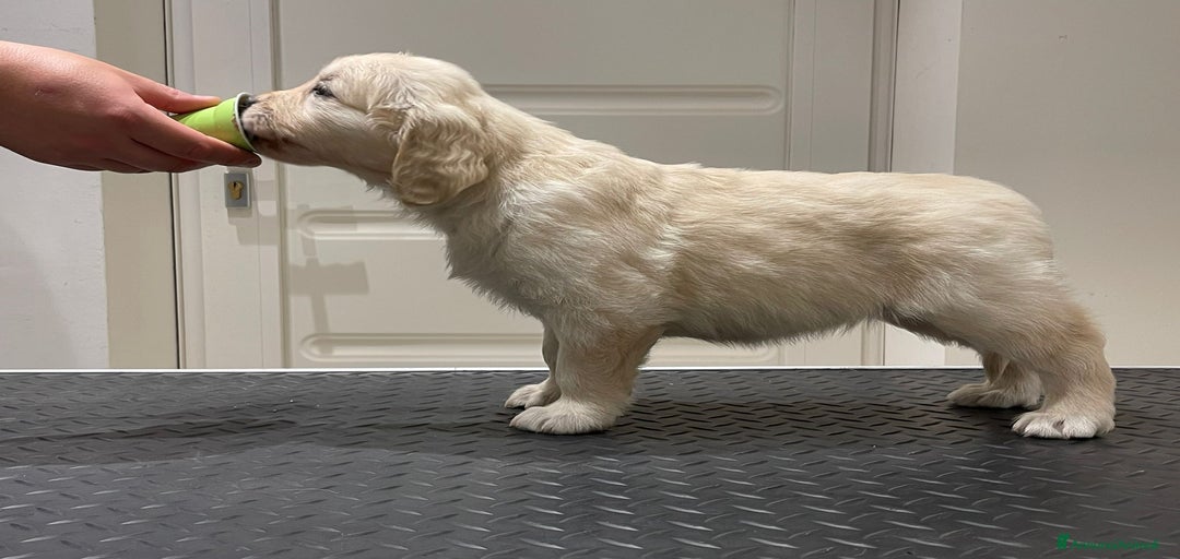 Immagine della galleria {{count}}