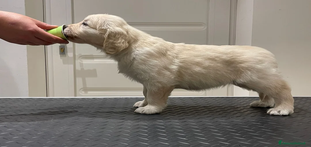 Immagine della galleria {{count}}