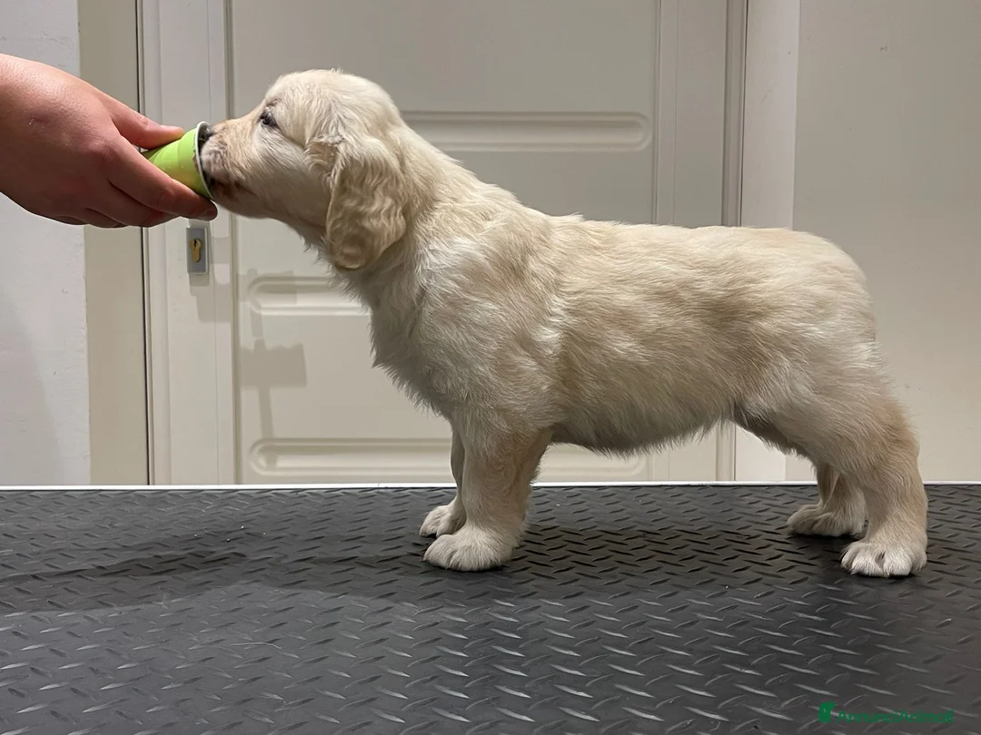 Immagine della galleria {{count}}