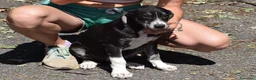 Meticcio cani in regalo: CILIEGIA E TOBY, - Annuncio 2