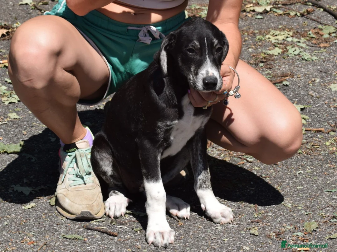 Meticcio cani in regalo: CILIEGIA E TOBY, - Annuncio 2