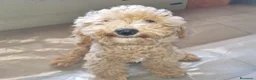 Barboncino Toy cani in vendita: Barboncino toy colore champagne  - Annuncio 5