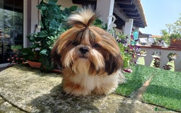 Shih Tzu cani in vendita: Shih tzu o shitzu  a Libero consorzio comunale di Siracusa - Immagine 4