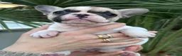 Bulldog Francese cani in vendita: cucciola bulldog francese  - Annuncio 1