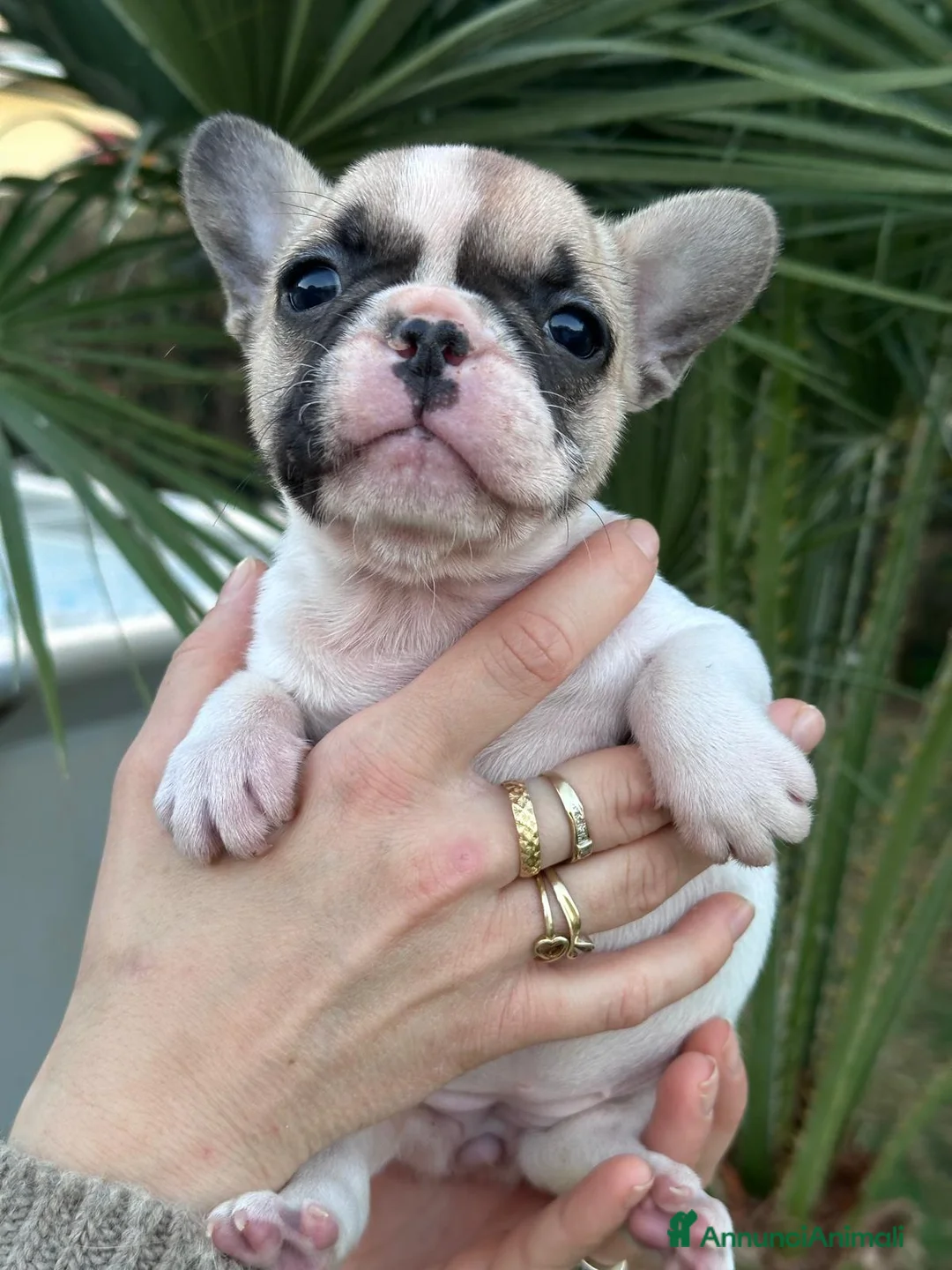 Bulldog Francese cani in vendita: cucciola bulldog francese  - Annuncio 1