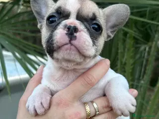 Bulldog Francese cani cucciola bulldog francese - Annuncio 17