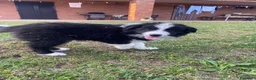 Border Collie cani in vendita: Meravigliosi cuccioli con pedigree - Annuncio 14