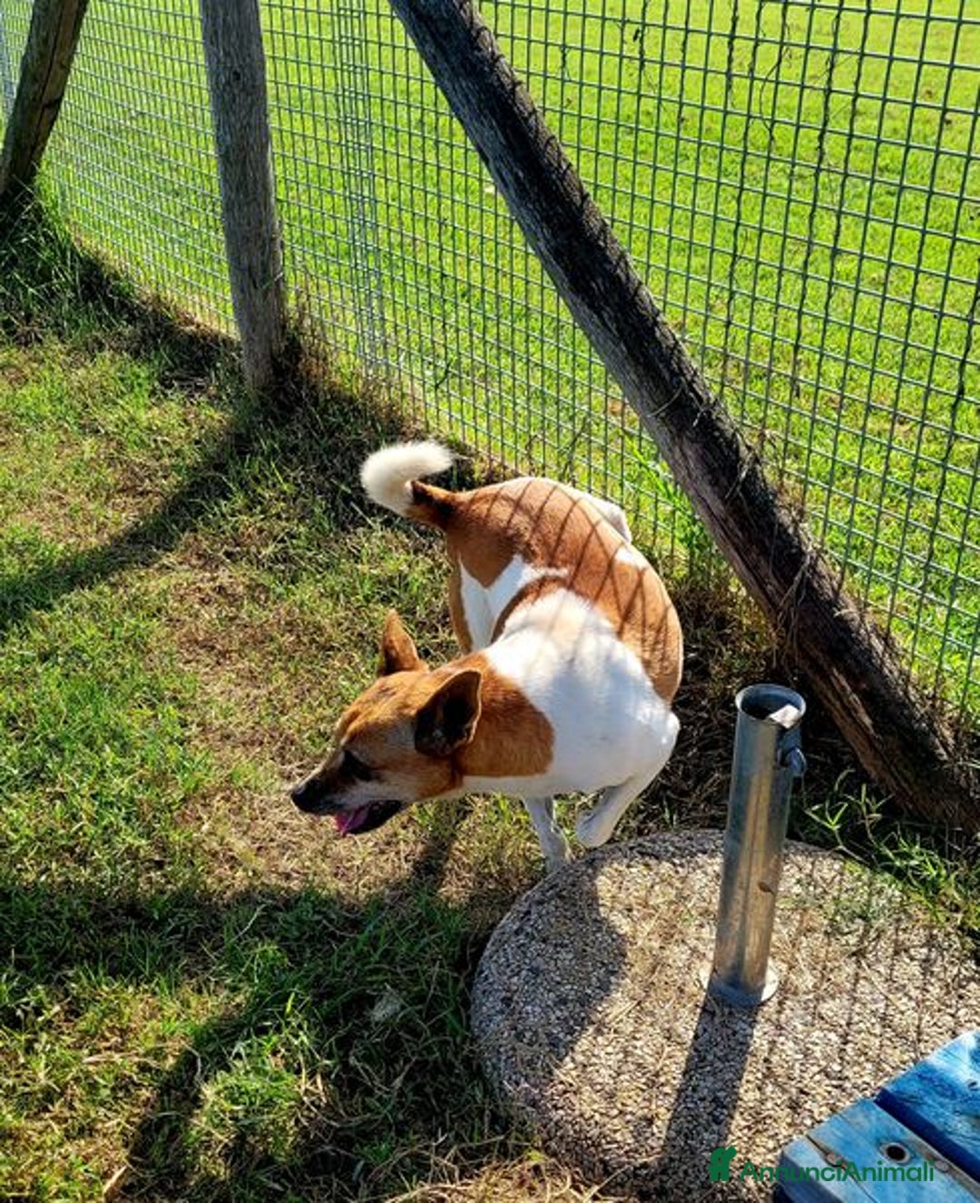 Jack Russell cani in regalo: Tic simpaticissimo derivato jack russell - Annuncio 7