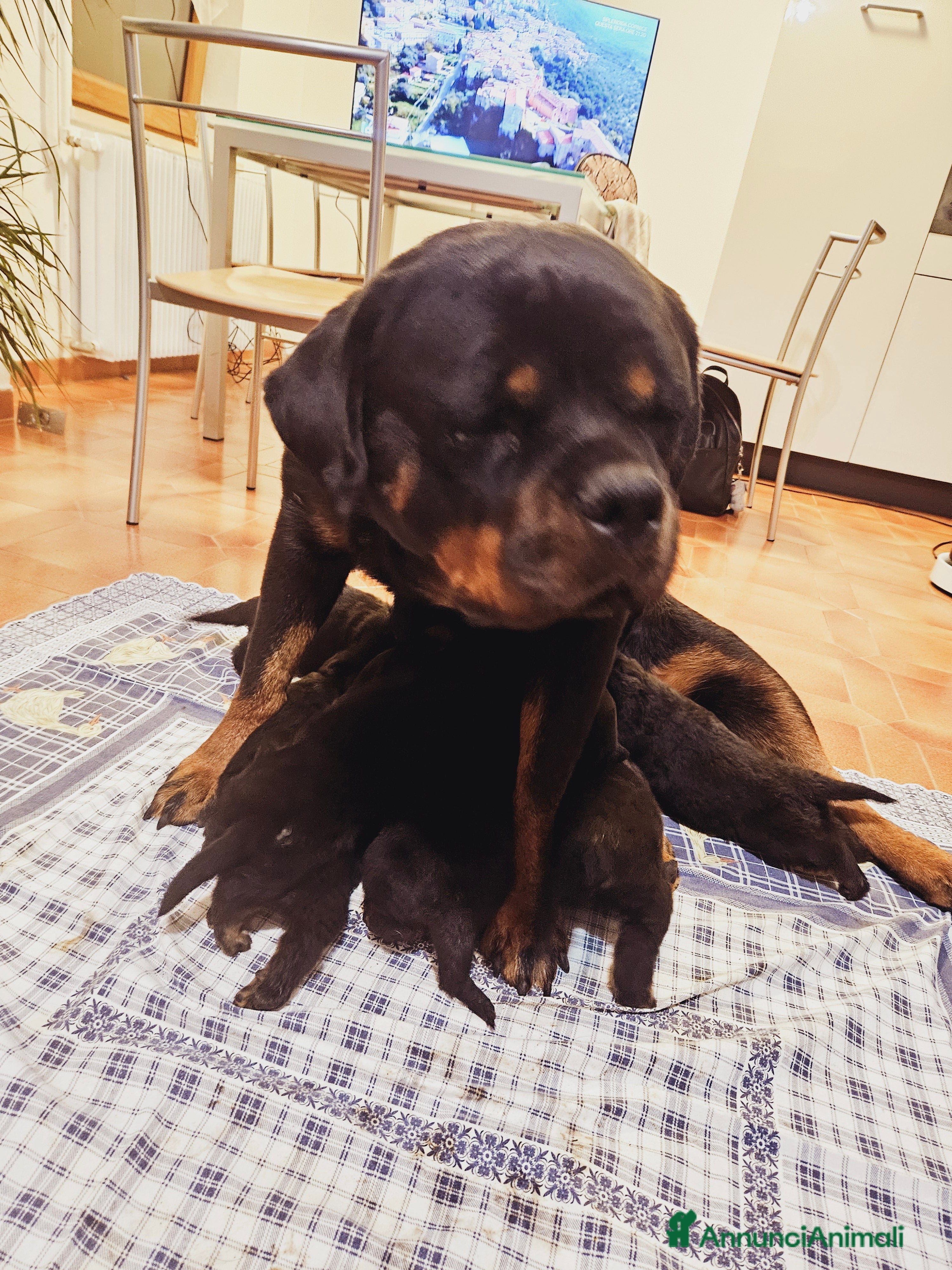 Rottweiler cani Cucciolotto  - Annuncio 4