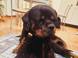 Rottweiler cani Cucciolotto - Annuncio 1