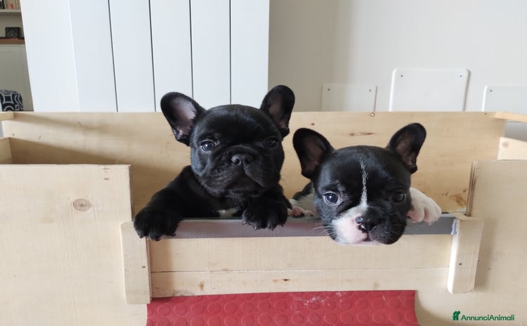 Bulldog Francese cani - Annuncio 12