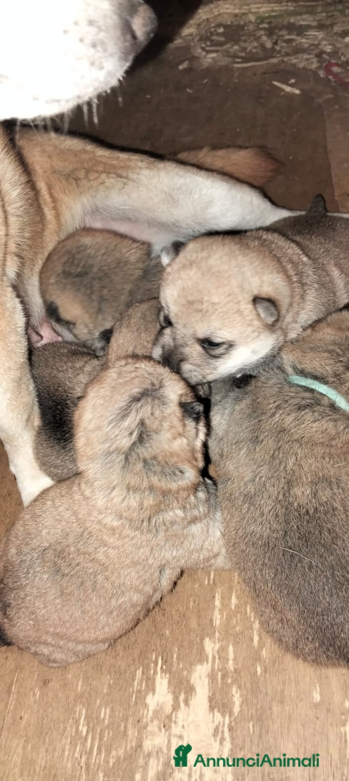 Shiba Inu cani Shiba inu - Annuncio 6