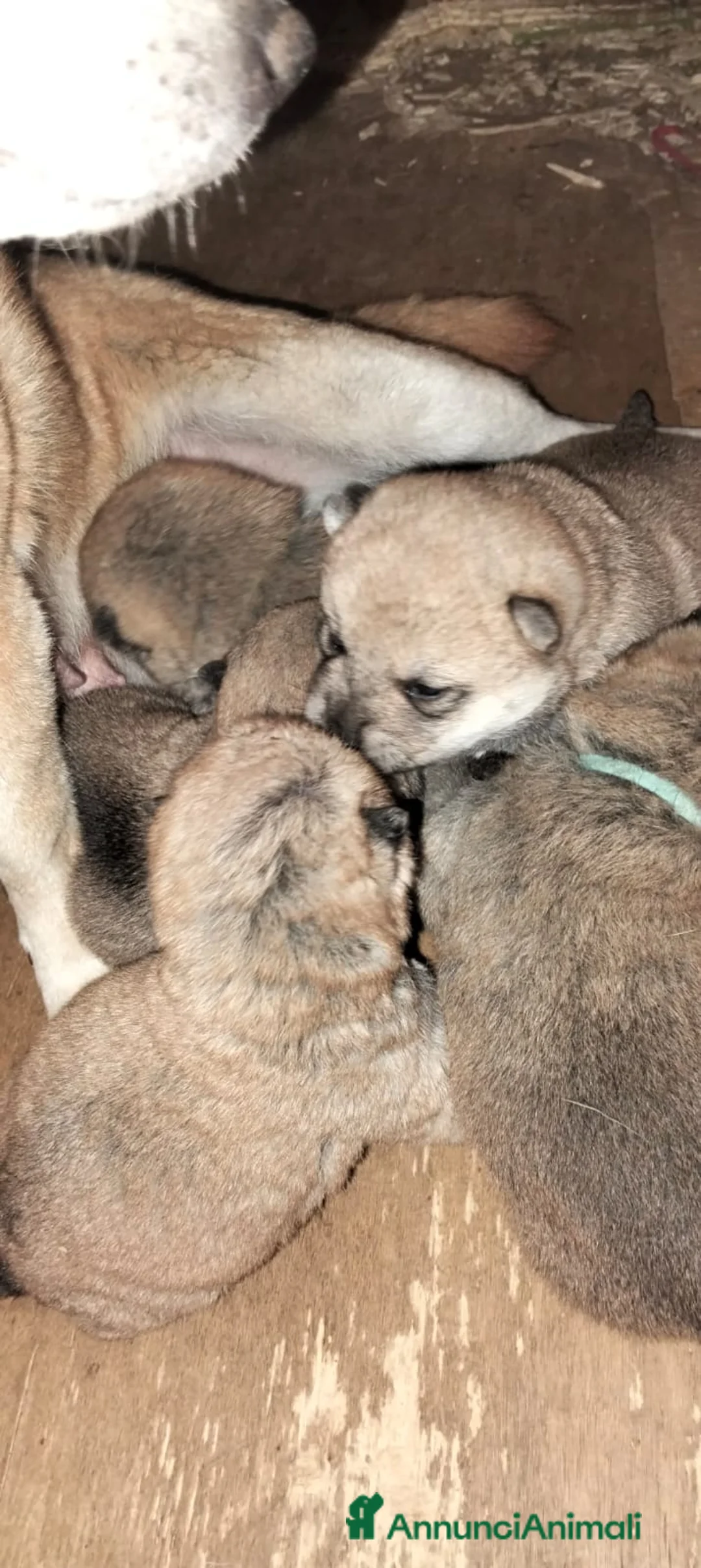 Shiba Inu cani in vendita: Shiba inu - Annuncio 1